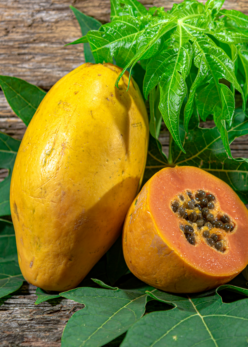 Sunset Solo Papaya Plant for Sale Sow Exotic