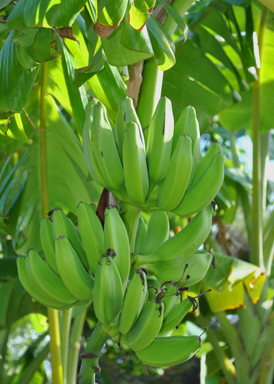 Bunch of green evenly spaced Mona Lisa bananas against sunny background of banana leaves