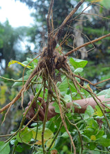 Ashwagandha (Withania somnifera)
