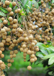 Longan, 'Kohala' (Dimocarpus longan)