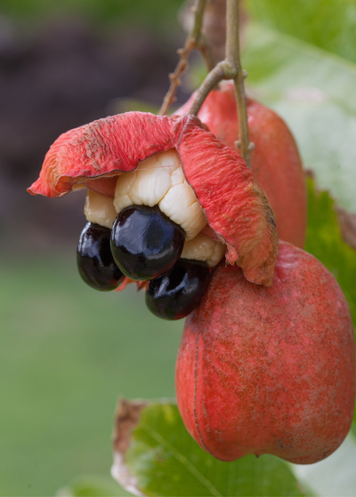 Ackee fruit bunch with one open fruit, red on the outside, white inside with three large black seeds.