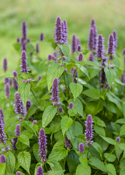 anise hyssop plant fills photo - green cordate leaves with spikes of vibrant purple flowers