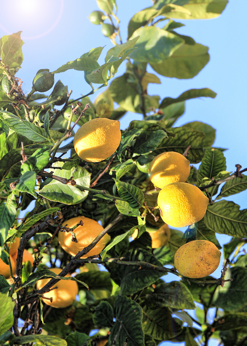 Bearss Lemon Trees For Sale Sow Exotic