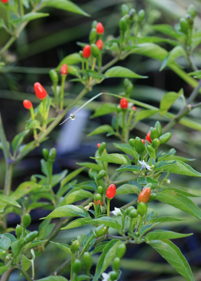 close up of Bird Pepper plant showing tiny white blooms, new green oval peppers, and ripe red egg shaped peppers