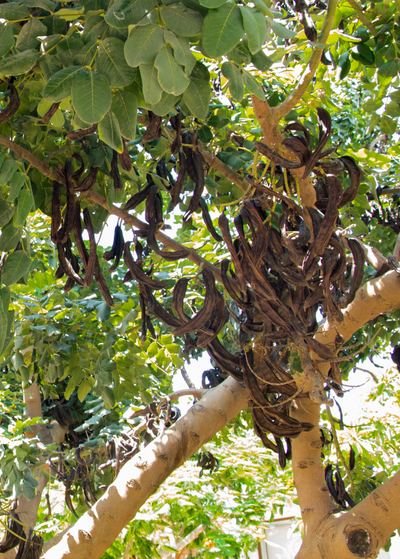 upward shot of Carob tree showing dozens of long, curved brown pods growing from light brown, smooth barked branches