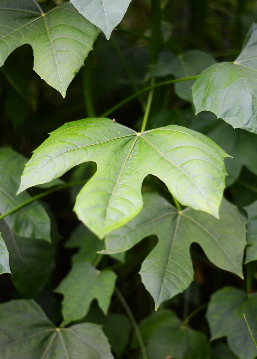 chaya plant seeds Chaya, Mexican Tree Spinach (Cnidoscolus aconitifolius)