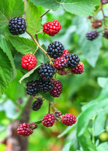 close up of Apache Blackberries in various stages of ripeness on small branch with serrated leaves