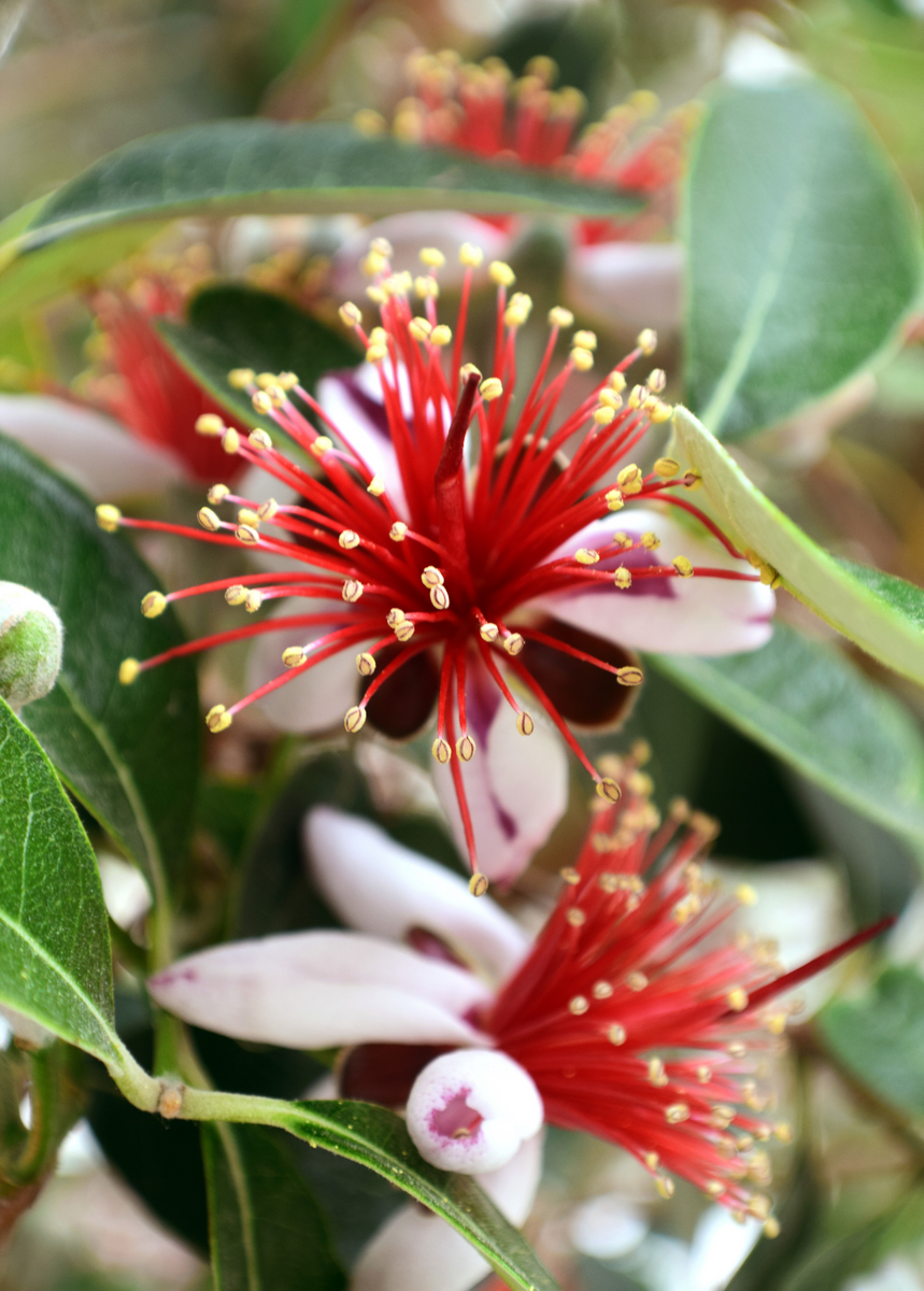 pineapple guava plants for sale Live Pineapple Guava Plants for Sale