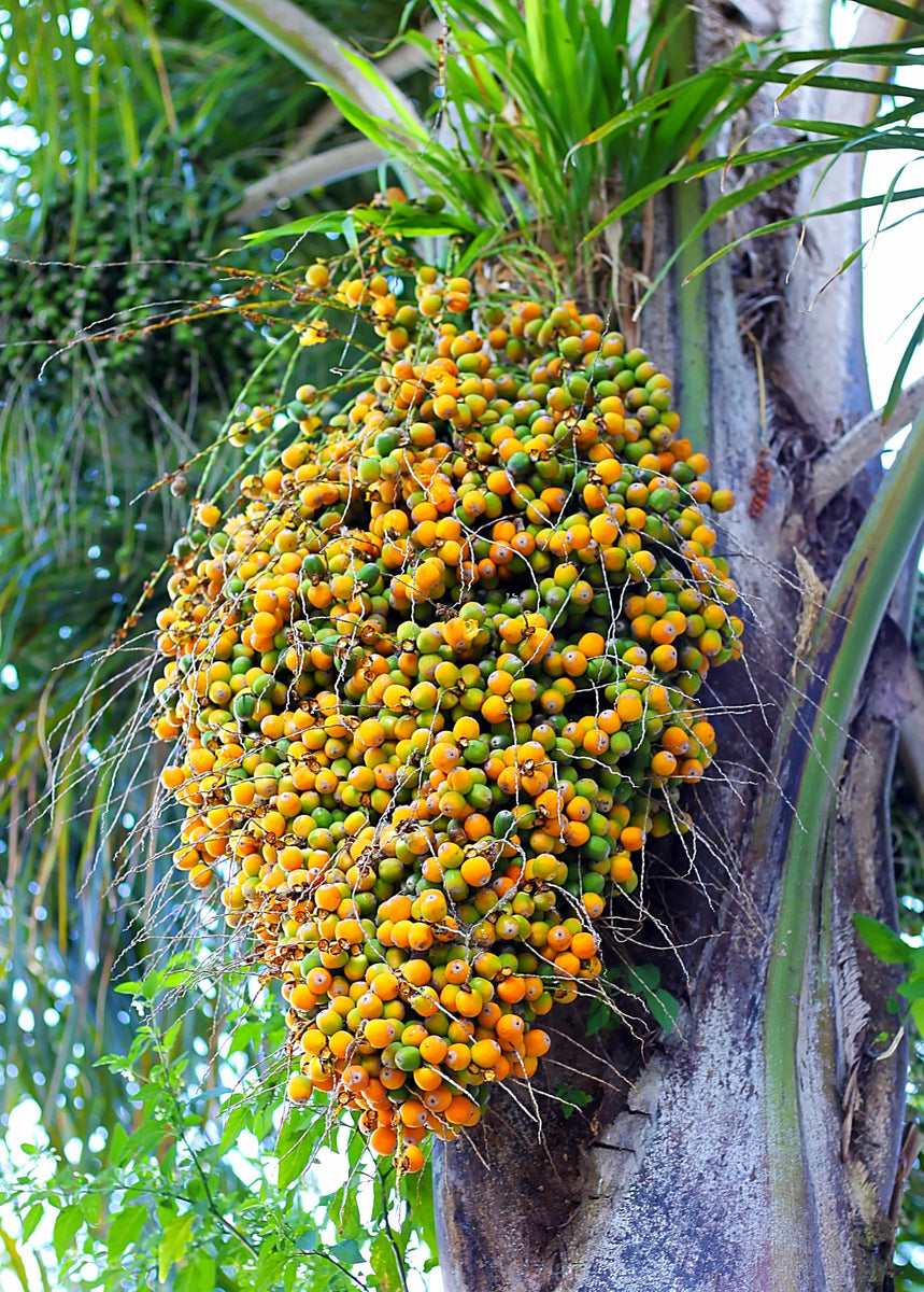 Jelly Palm Plant, Butia capitata - Fruit Tree | Sow Exotic
