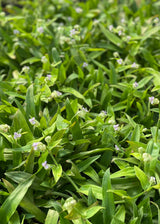 Beijing Grass (Murdannia loriformis)