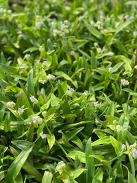 Beijing Grass (Murdannia loriformis)