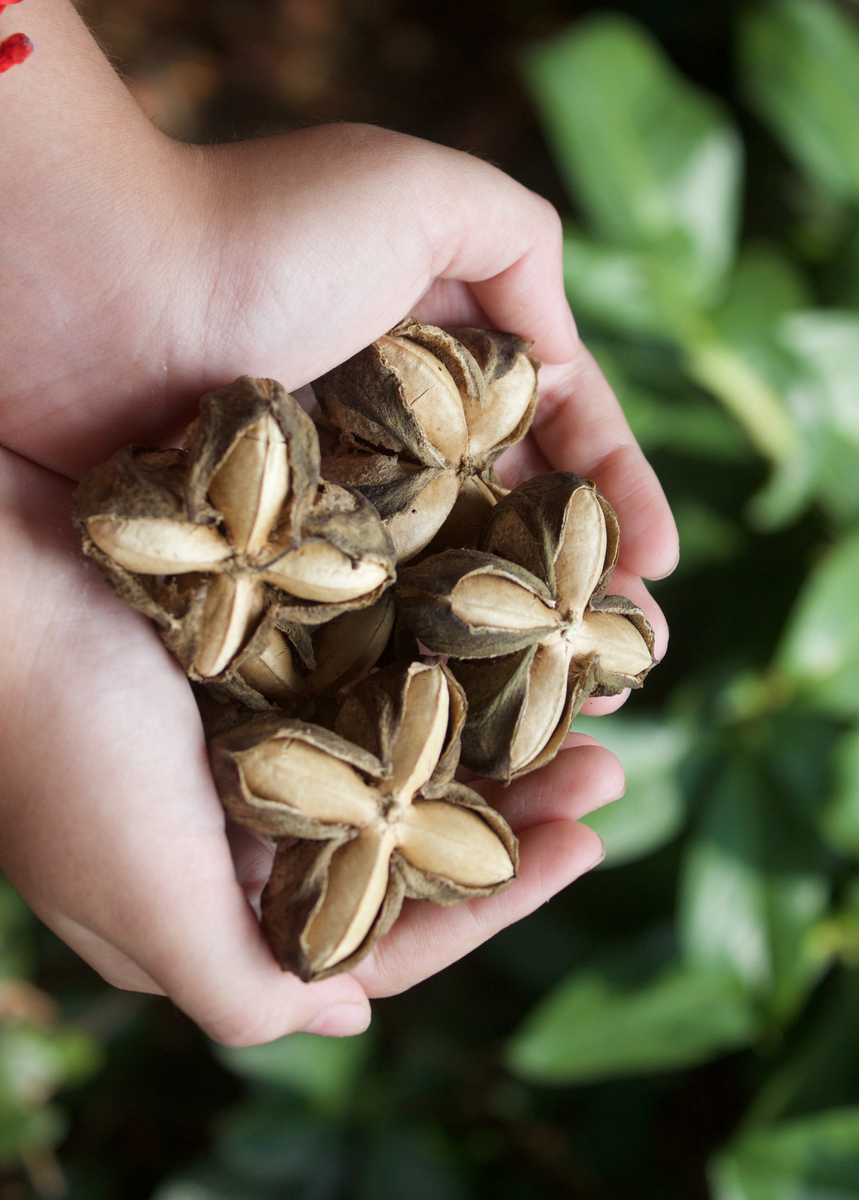 sacha inchi seeds for planting Inca Peanut - Live Plant