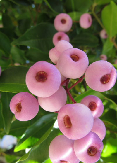 Close up of Lilly Pilly pink fruit, Monkey Apple, Lilli Pilli, Cherry Satinash