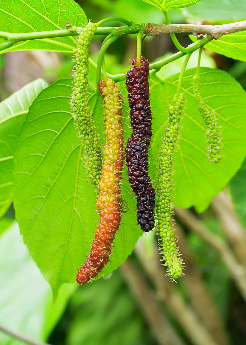 Mulberry Tree Giant Variety