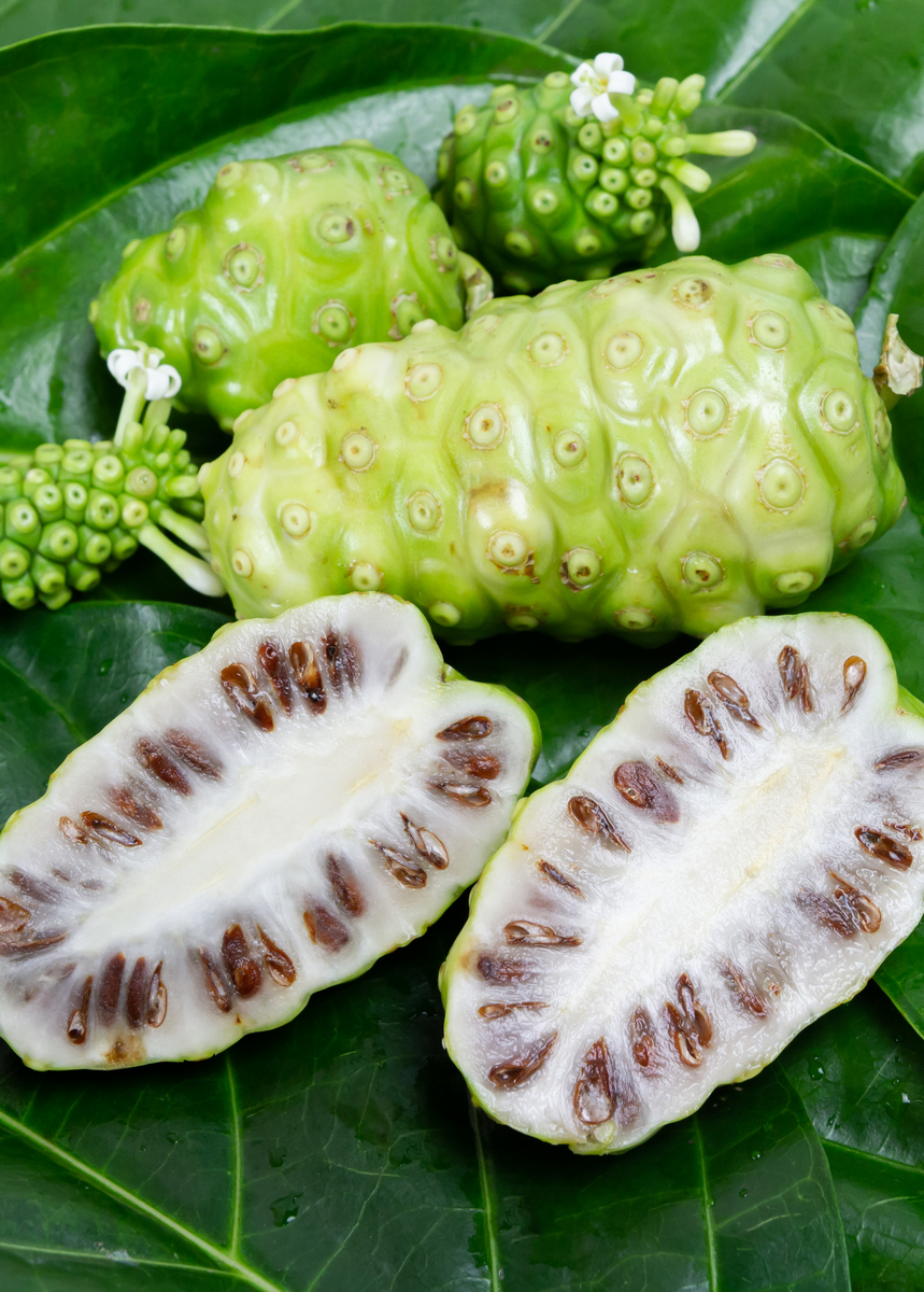 Noni Fruit Tree Tropical Fruit Tree Sow Exotic