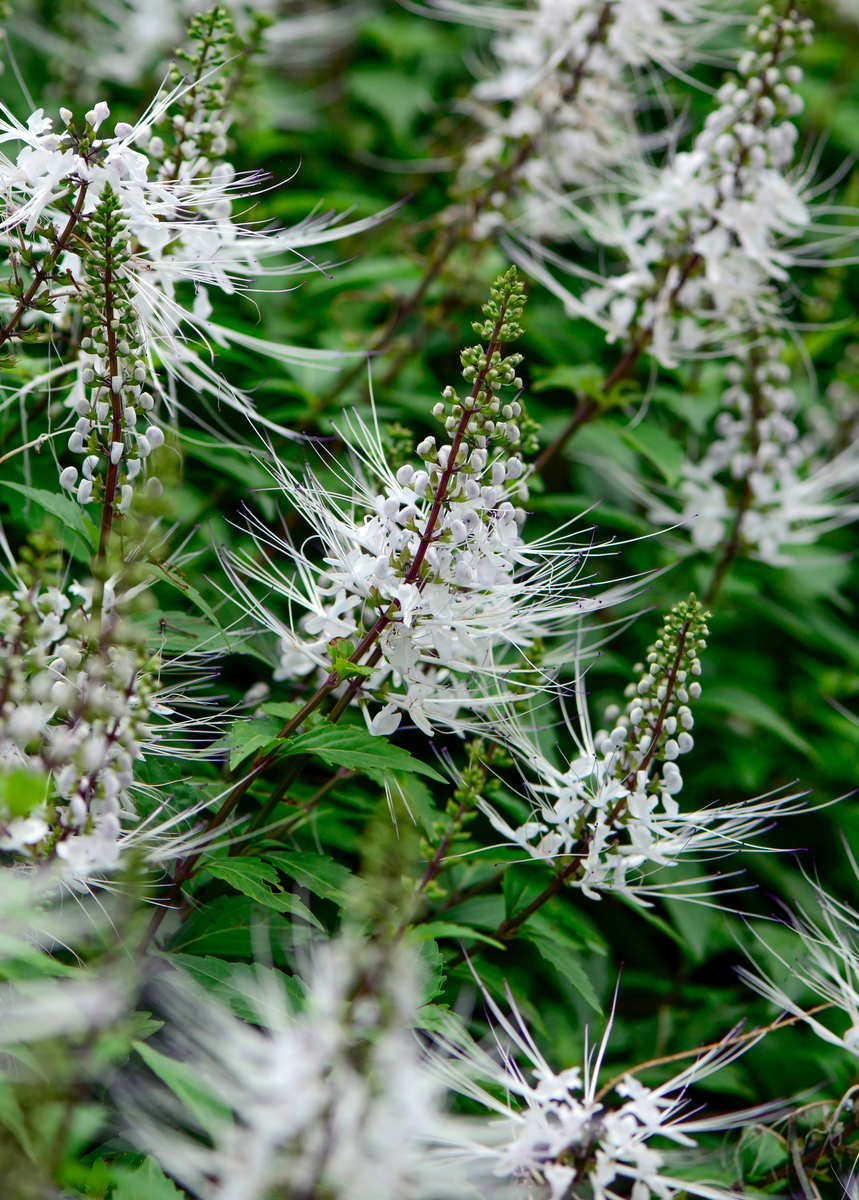 cat whiskers plant seeds Java Tea (Orthosiphon stamineus)