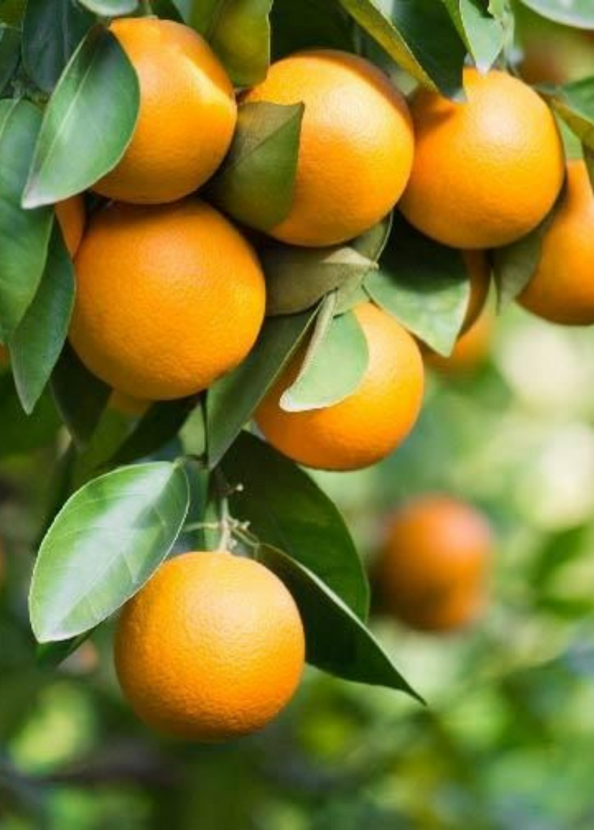 orange pineapple plant Pineapple Orange (Citrus sinensis L. Osbeck)