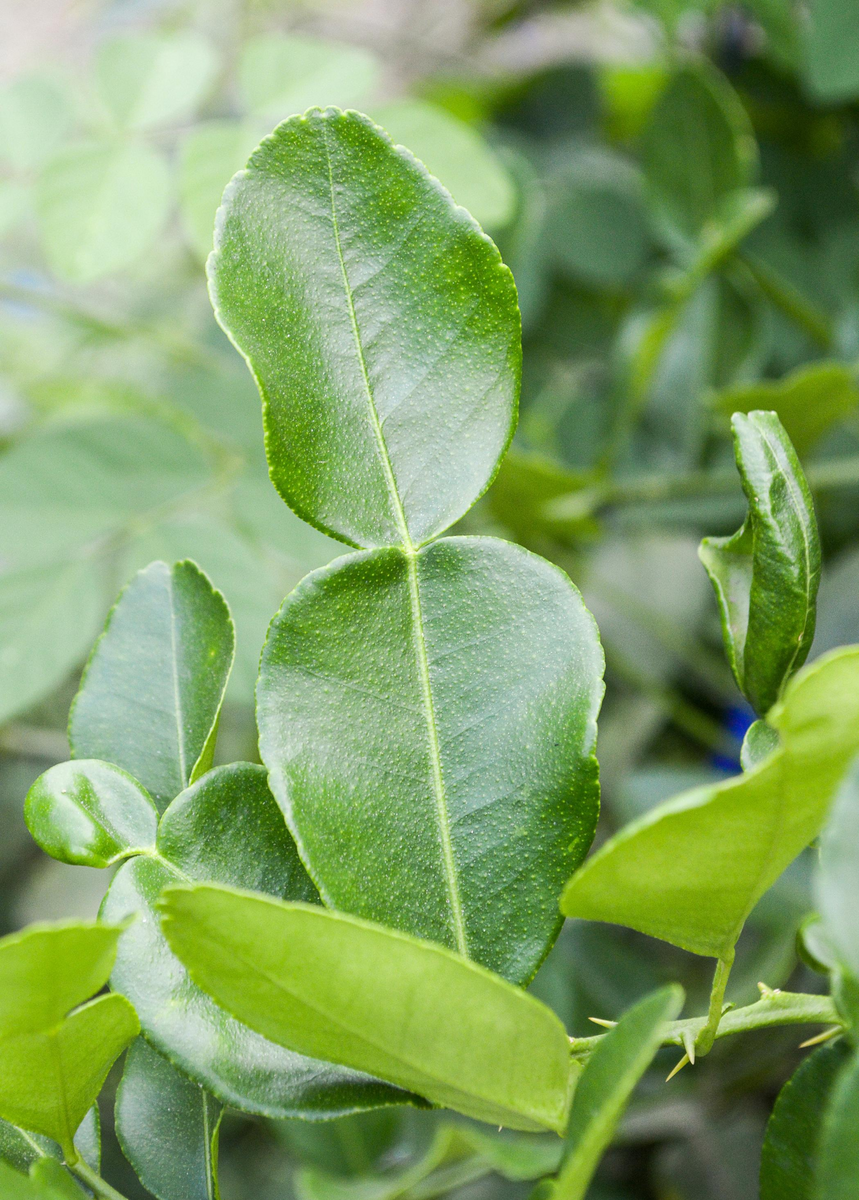 Kaffir Lime Fruit Trees For Sale Sow Exotic