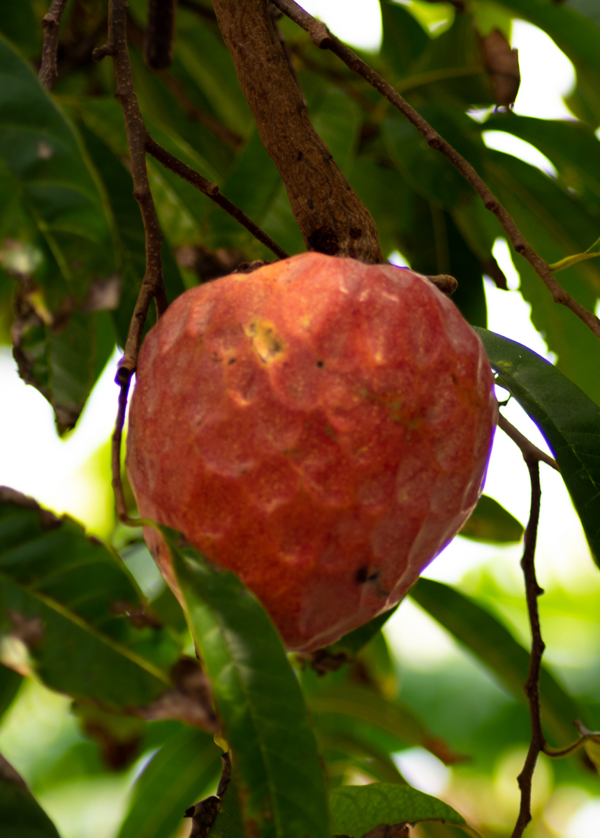 red apple fruit tree
