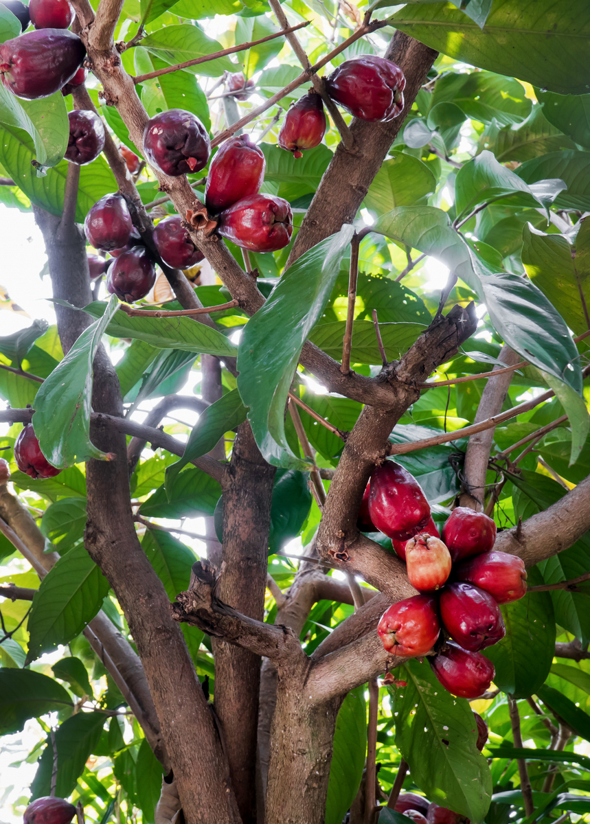 jamaican apple tree