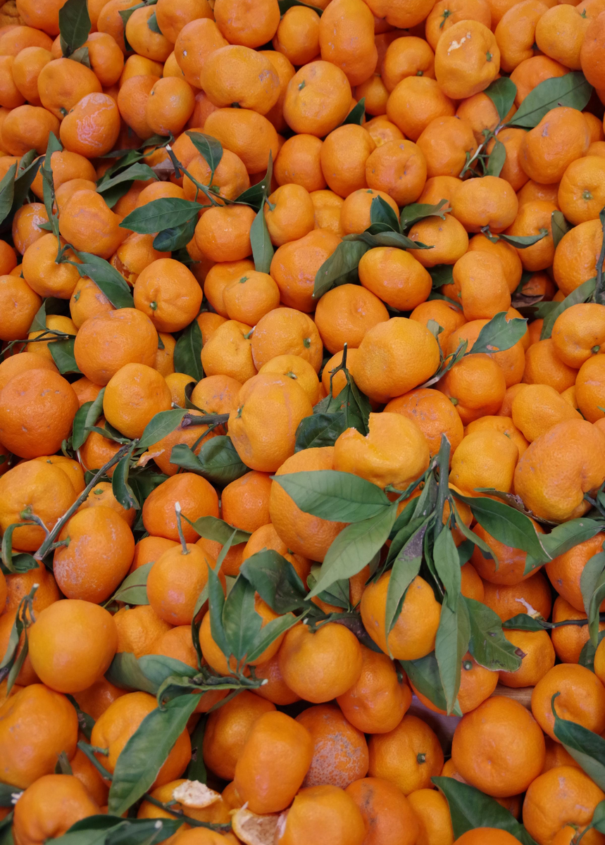 Satsuma Mandarin Citrus Tree
