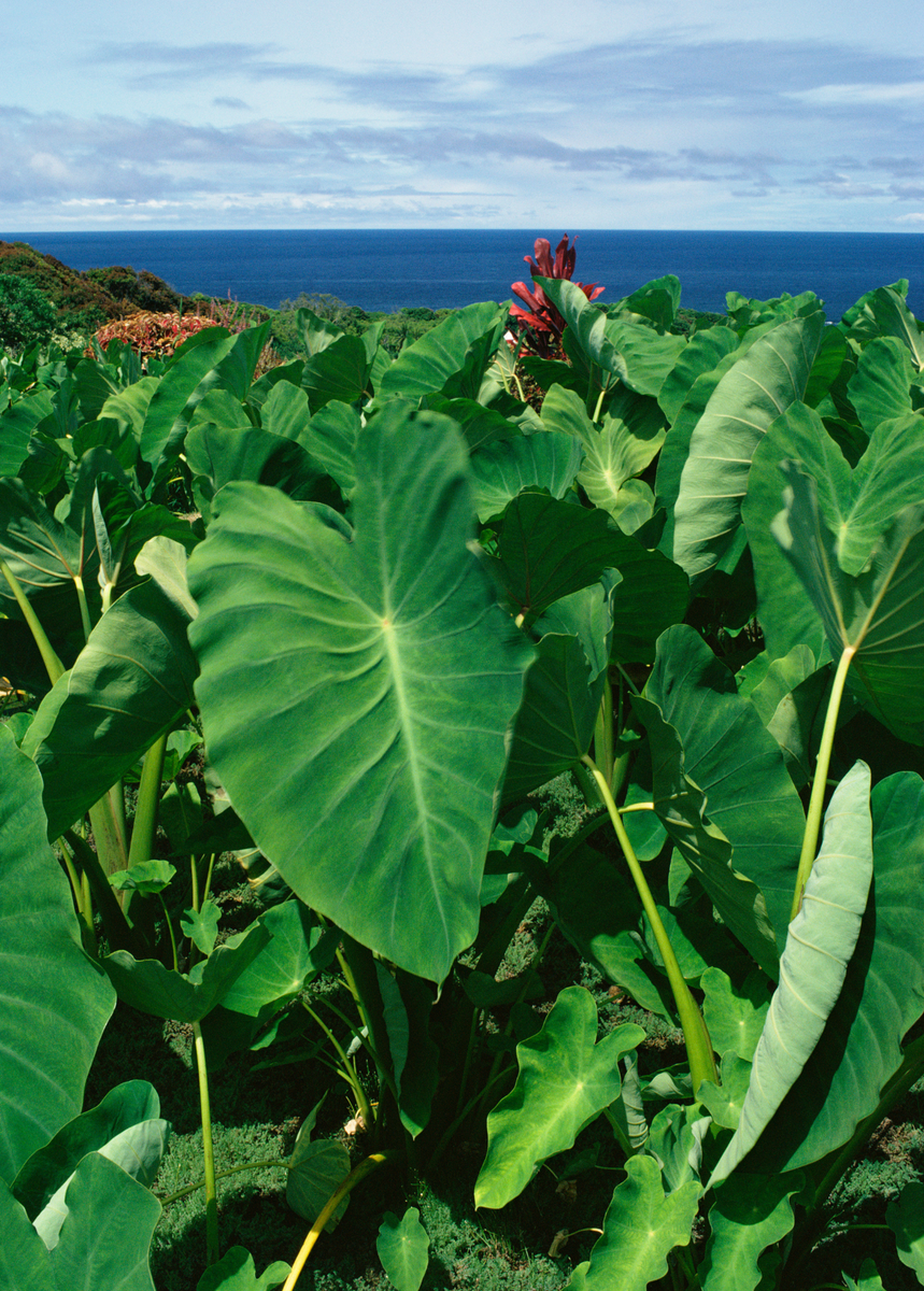 taro plant fertilizer Taro 'Chinese Bun Long' (Colocasia esculenta)