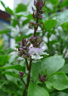 Thai Basil (Ocimum basilicum var. thyrsiflora)
