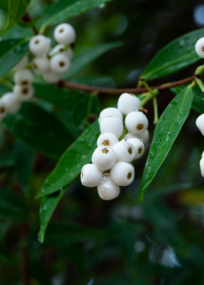 Phak Mek (Syzygium gratum) Rare Fruit Tree Thailand Sow Exotic