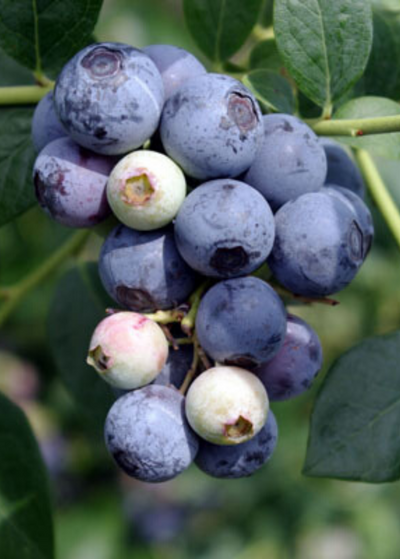 large cluster of Sweetcrisp Blueberries - fruits are very globular