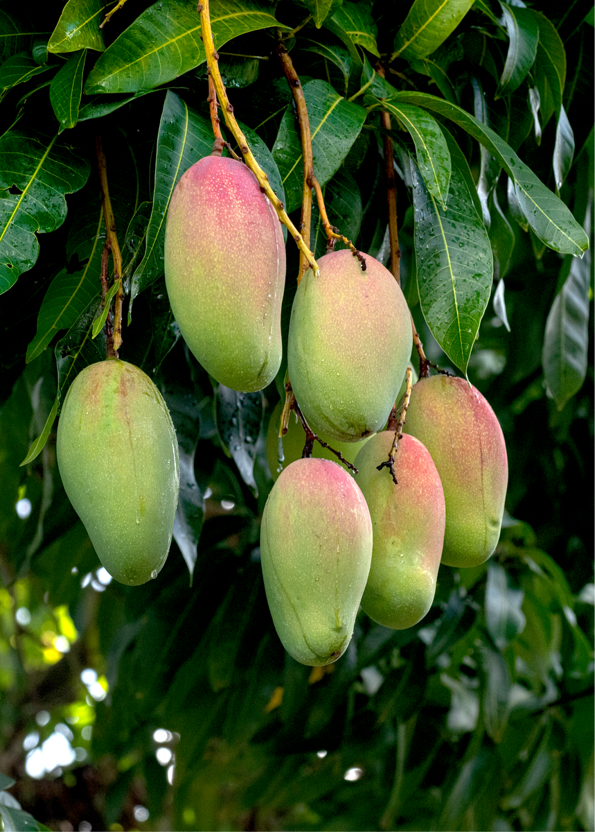 Haden Mango Tree