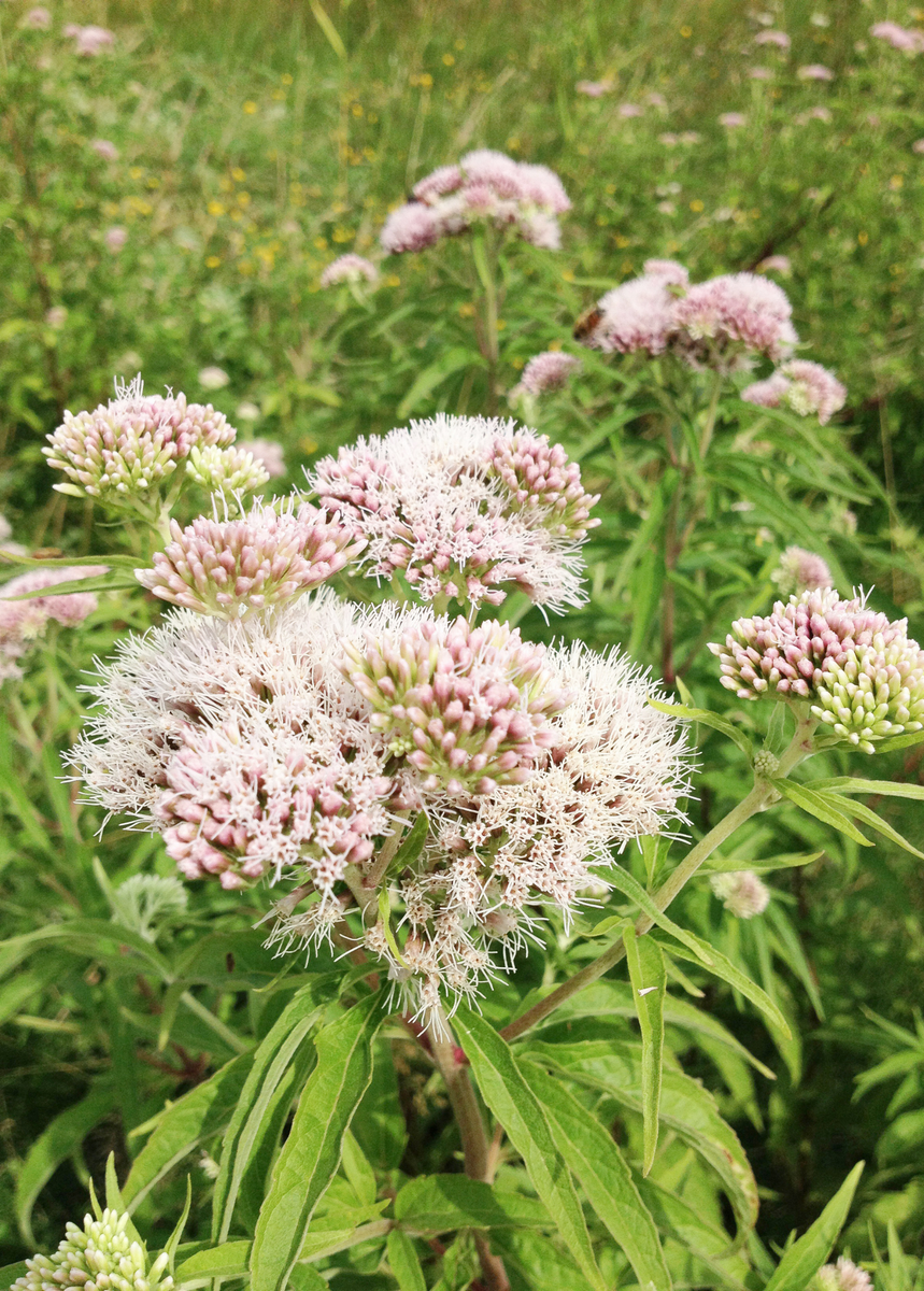 valerian potted plant Valerian Root Plant, Herb Valeriana officinalis