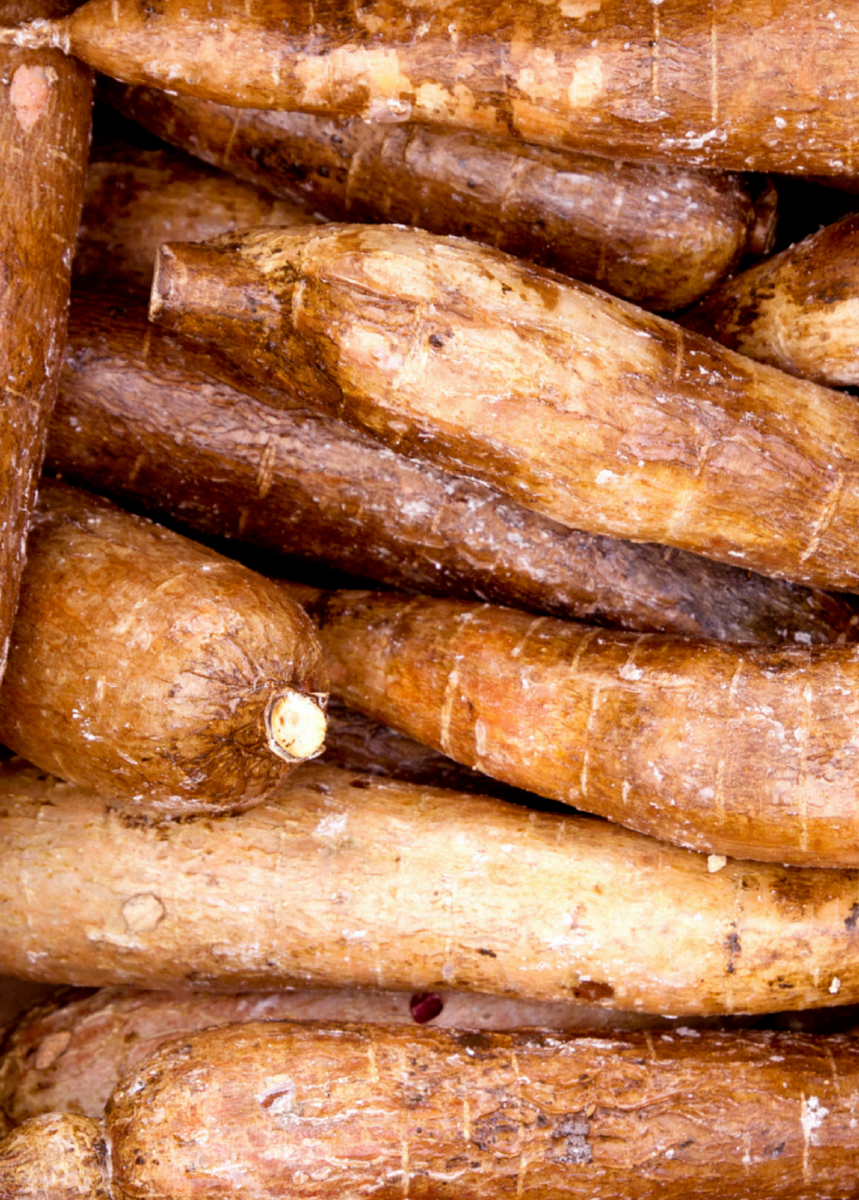 where can you buy yucca root Yuca Root (Manihot esculenta)