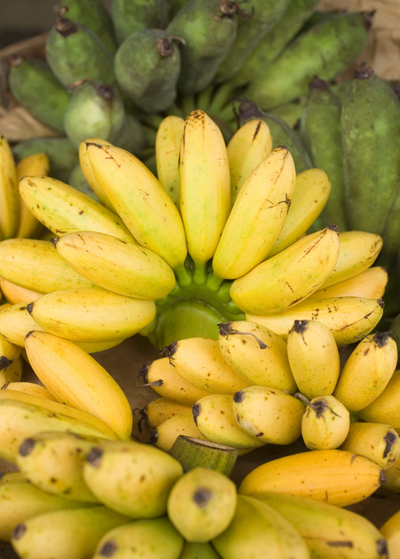 cut bunch of ripe and light yellow Manzano Apple Bananas - bananas are short and rounded in shape