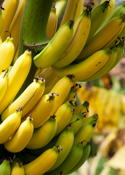 close up of ripening, primarily yellow Grand Nain banana bunch