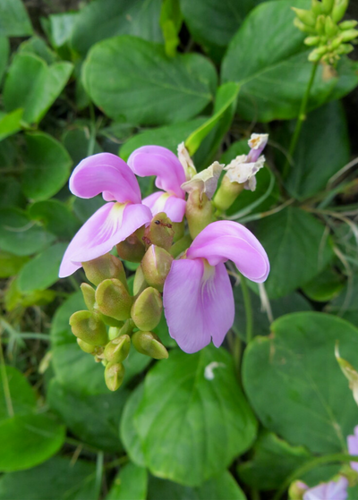 small pink papilionaceous Beach Bean flowers against background of rounded leaves