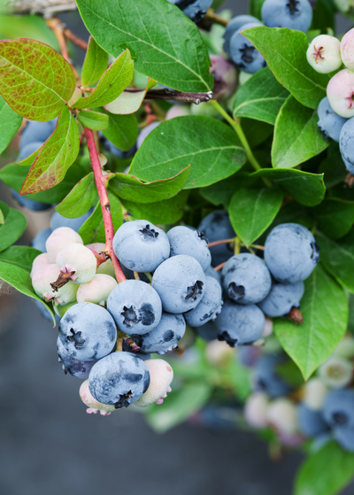 several clusters of Sunshine Blue Blueberries - berries range from almost white to light blue - smooth ovate leaves, some with reddish shecks