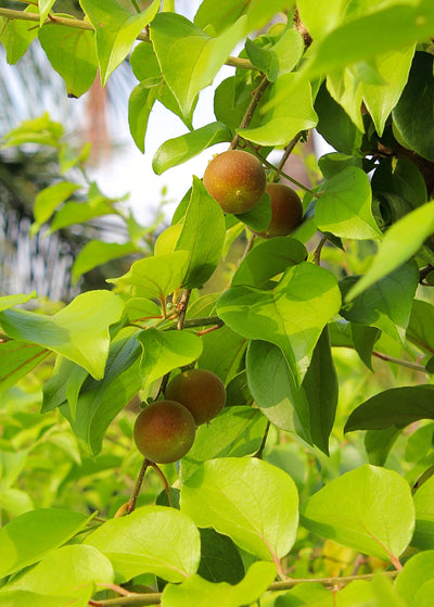 close up of 4 orangey-brown Ceylon Gooseberries growing surrounded by light green, ovate leaves