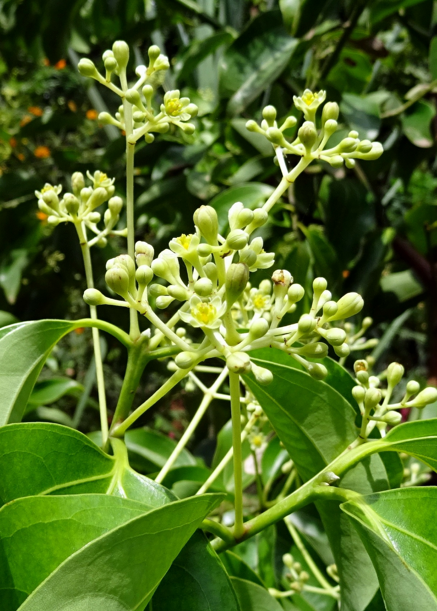 cinnamon fertilizer for plants Cinnamon Tree (Cinnamomum verum) - Live Plant