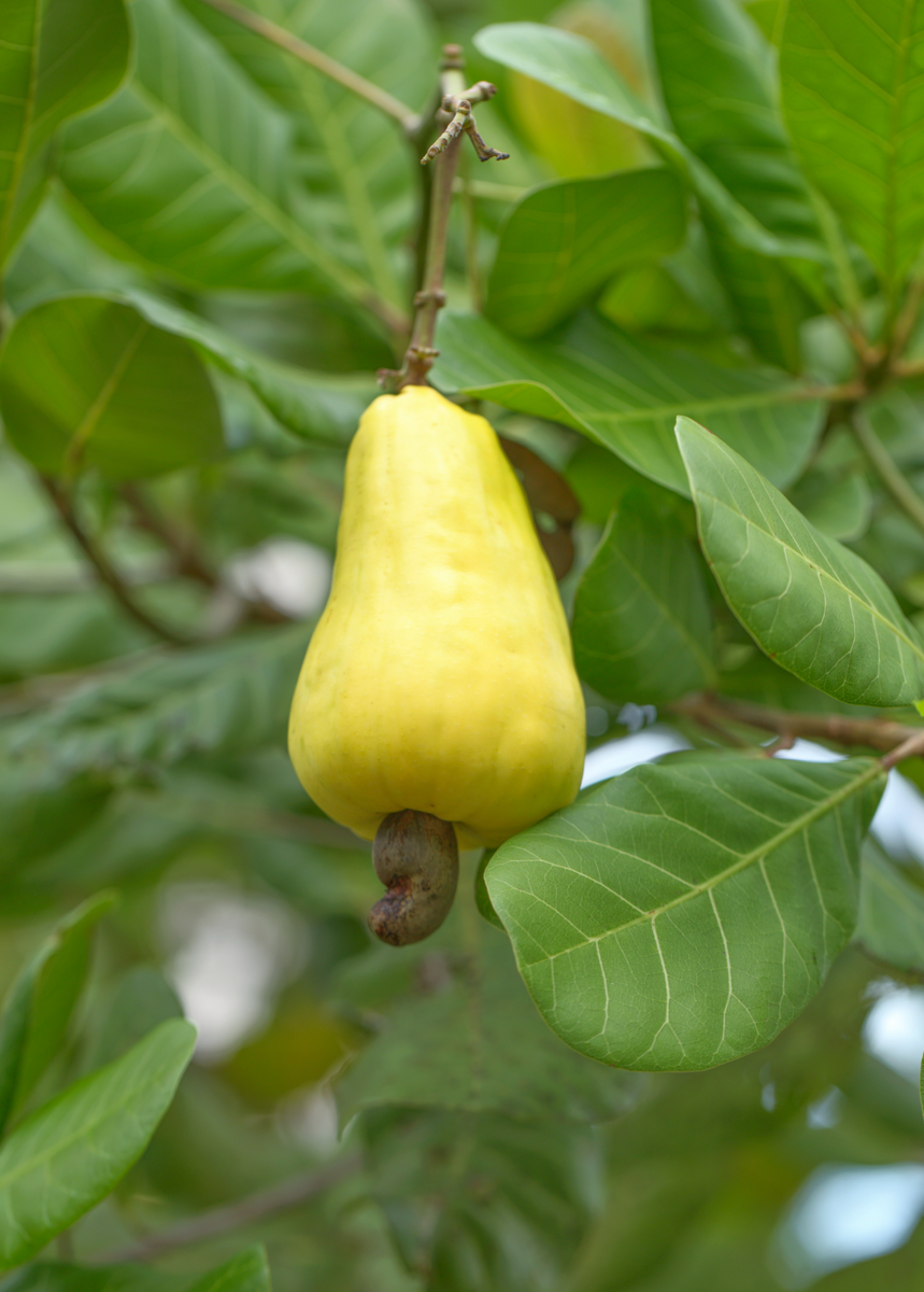 Cashew (Anacardium occidentale) | Fruit Tree | Sow Exotic