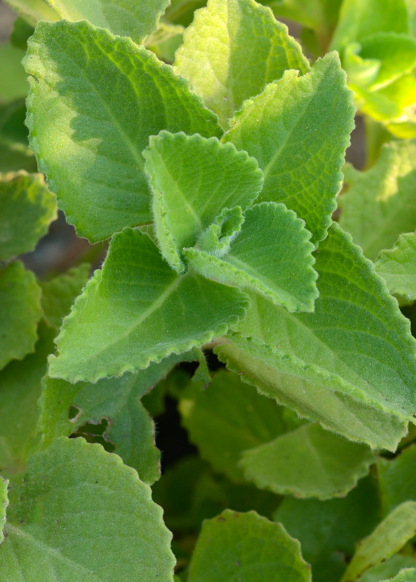 Cuban Oregano, Green Culinary and Medicinal Herb Sow Exotic