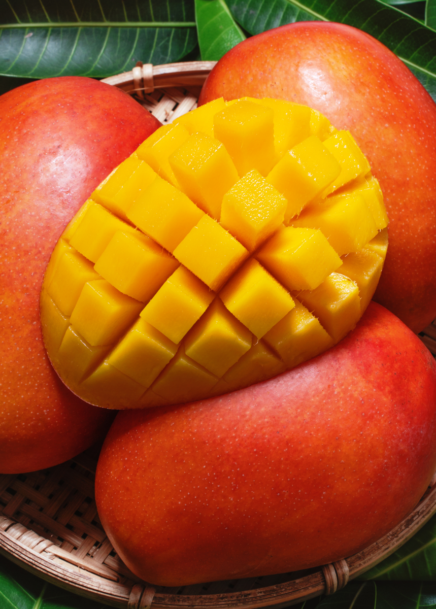 'Haden' Mango (Mangifera indica) Tropical Fruit Tree Sow Exotic