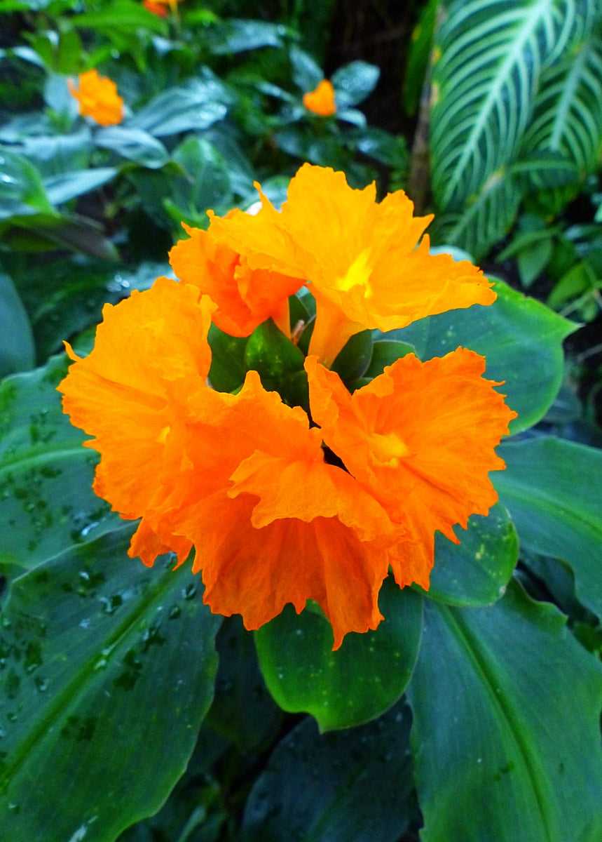 Insulin Plant (Costus igneus) Medicinal Herb