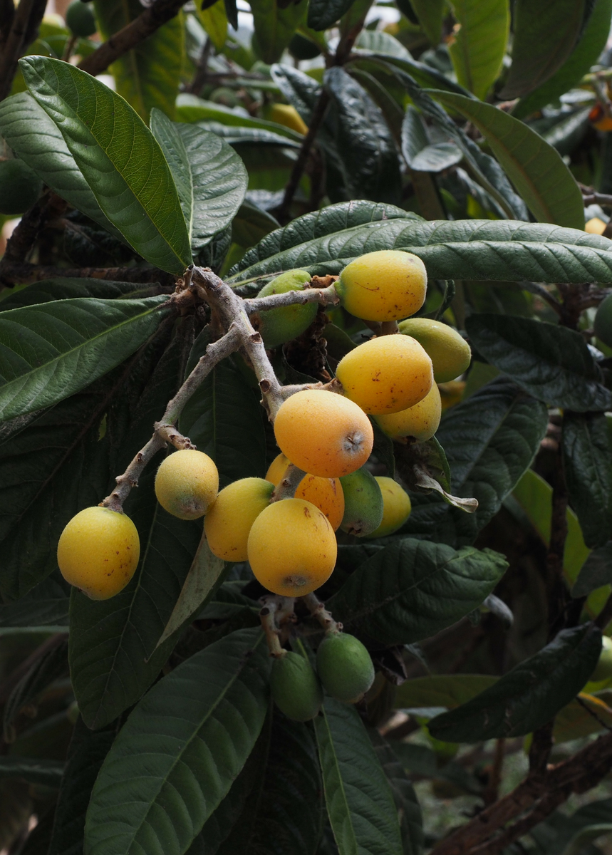 Christmas Loquat Seedling Fruit Tree, Eriobotrya japonica Sow Exotic