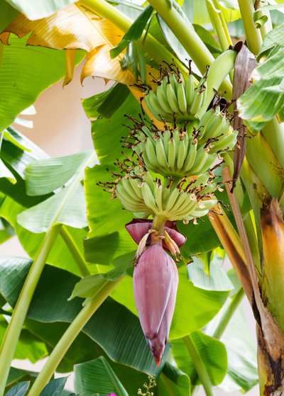 underside of Dwarf Green banana plants canopy with large bunch of green bananas and purple pink banana flower hanging from end of bunch