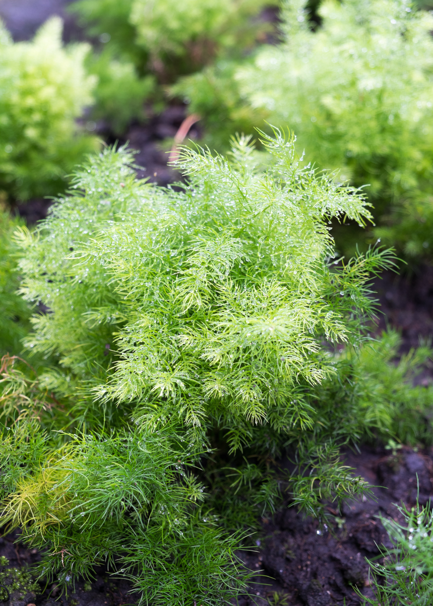 Shatavari Plant (Asparagus racemosus)