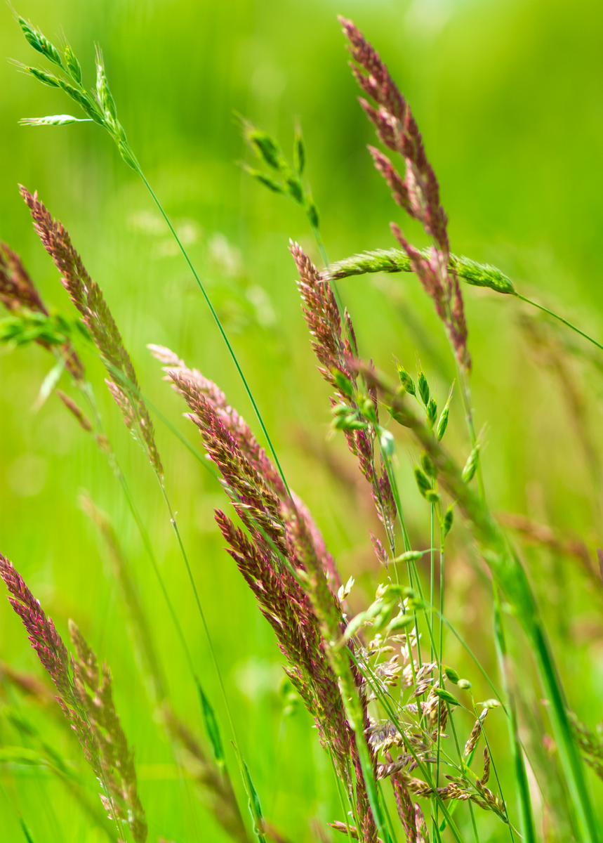 Cultivating and Caring for Your New Sweetgrass Plant: A Comprehensive Guide