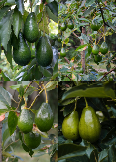 🥑 A vs. B Avocados: Why Growing Both Means More Fruit