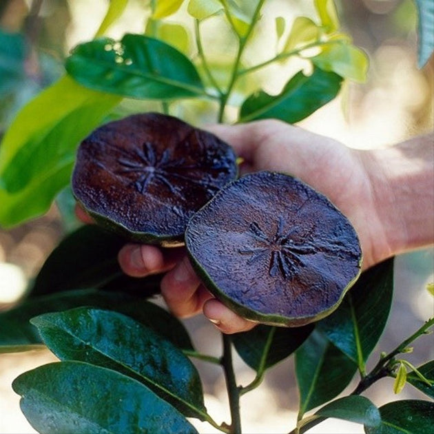 FAQs About Growing Black Sapote Fruit Trees – Sow Exotic