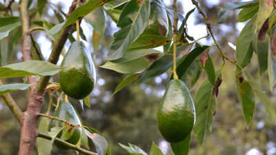 🥑 A vs. B Avocados: Why Growing Both Means More Fruit