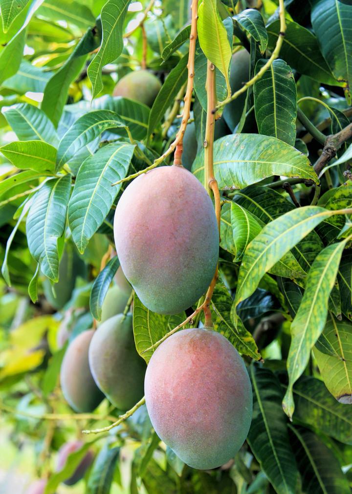 Mango Tree Care Guide: Tips for Growing Healthy Mango Trees in Your Ga – Sow Exotic